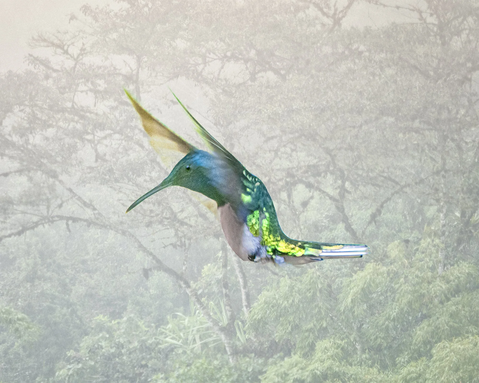 Ecuador XI Light Mtn Fog Hummingbird web.jpg